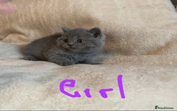 British Shorthair cats for sale: Gorgeous health tested British Blue short/longhair - Image 2