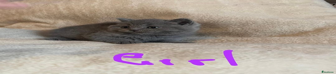 British Shorthair Kitten 3