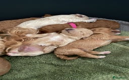 Maltipoo dogs for sale: We have six beautiful Malti-Poo’s - Image 1