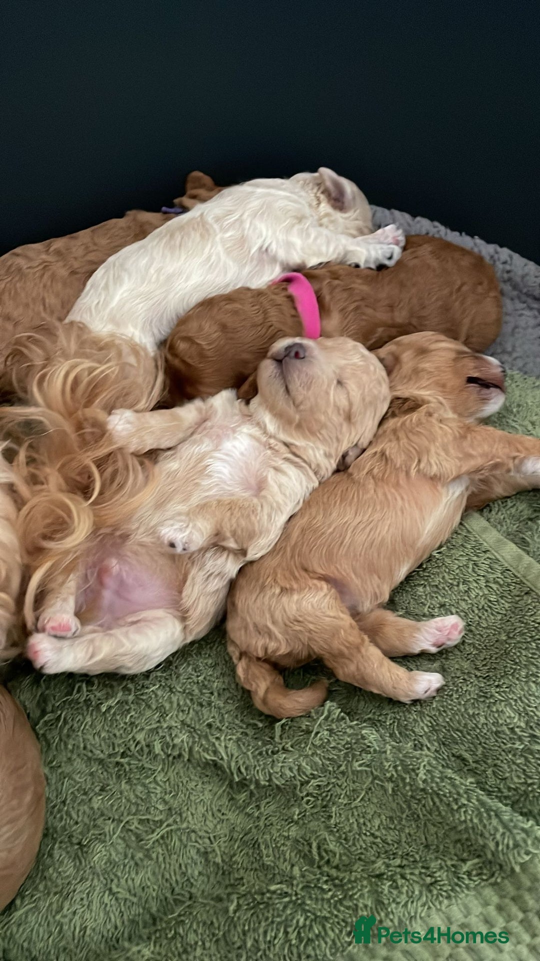 Maltipoo dogs for sale: We have six beautiful Malti-Poo’s - Image 1