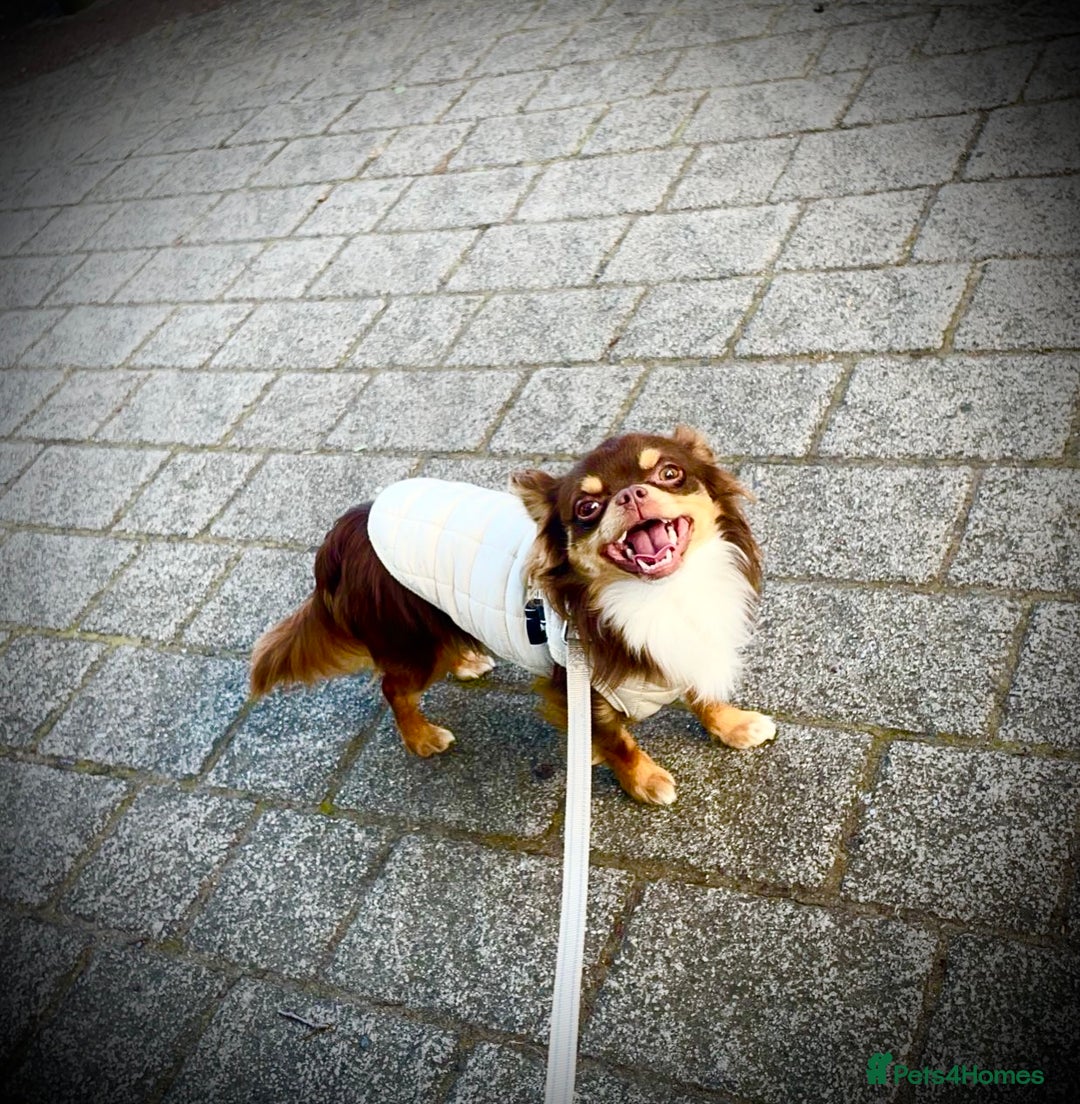 Chihuahua dogs for stud: My handsome boy for stud russian import in Durham - Advert 4