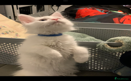Maine Coon cats for sale: Beautiful Rare White Blue Eyed GCCF Maine Coons - Image 2