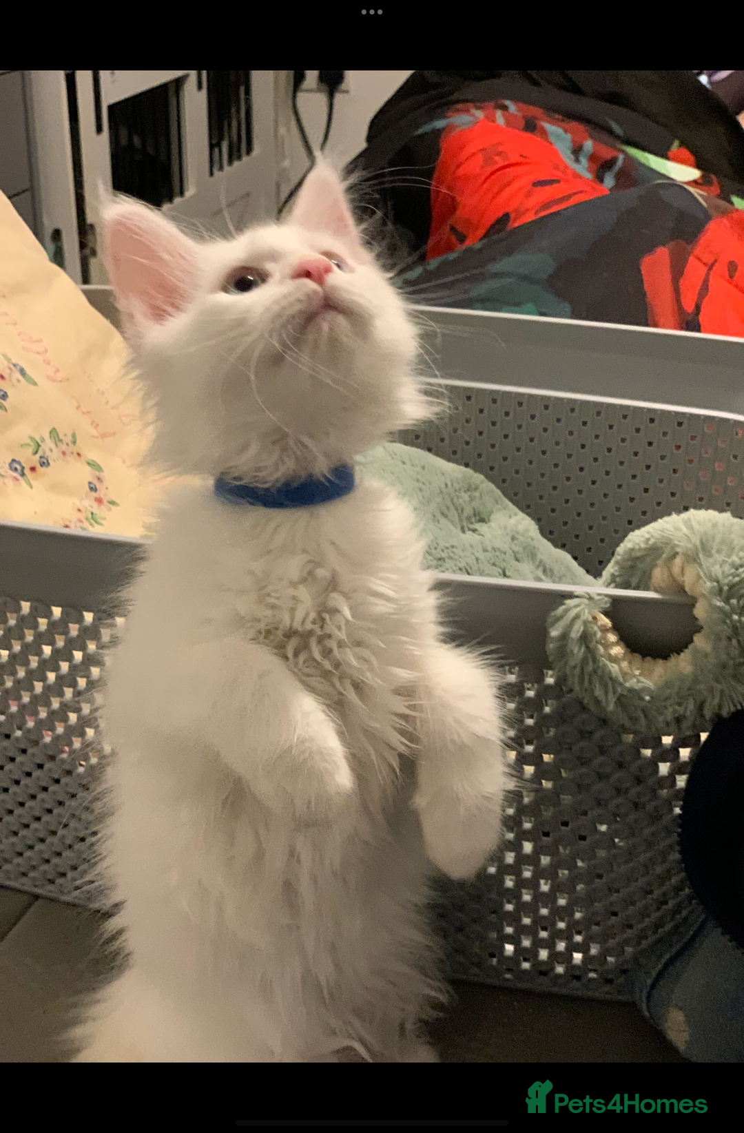 Maine Coon cats for sale: Beautiful Rare White Blue Eyed GCCF Maine Coons - Image 2