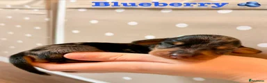 Blueberry 🫐 