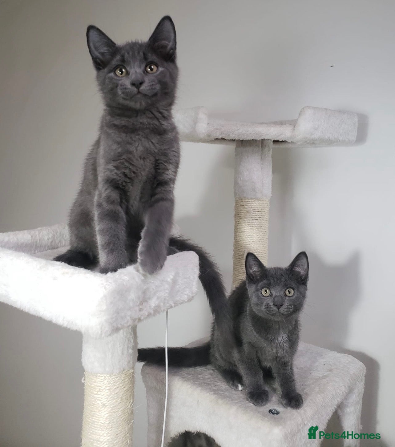 Mixed Breed cats SOLID/BLUE GREY BSH X KITTENS BOYS  - Advert 1