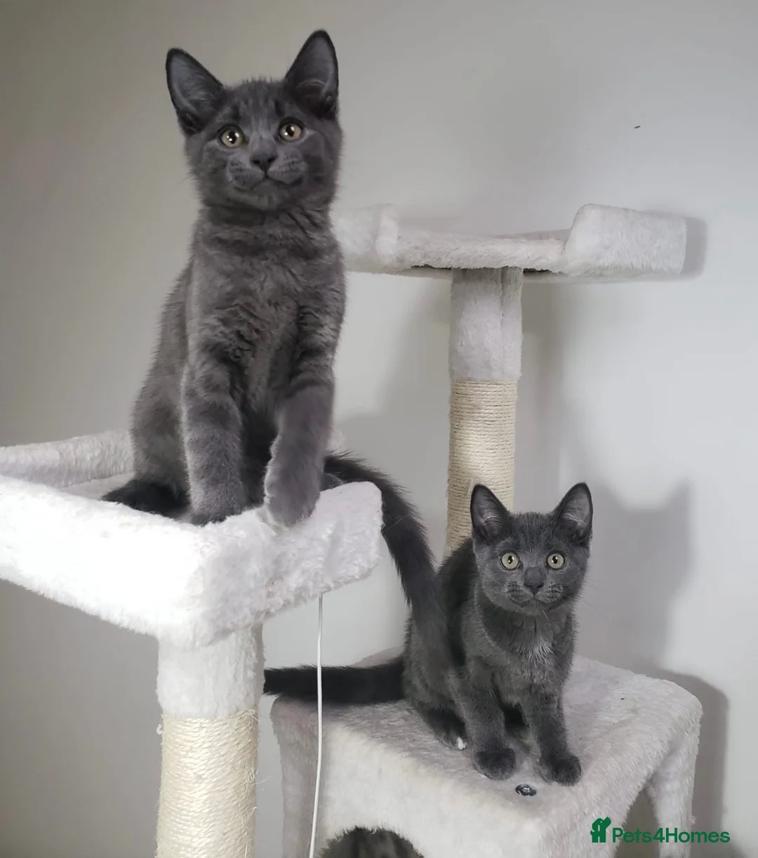 Mixed Breed cats for sale: SOLID/BLUE GREY BSH X KITTENS BOYS  - Advert 1