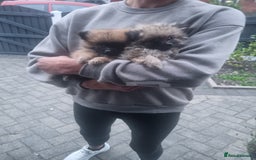 Pomeranian dogs for sale: Xxs Pomeraniums  - Image 9