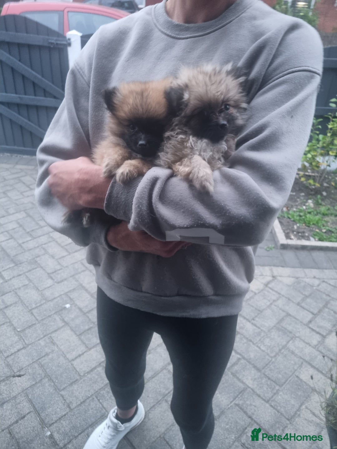 Pomeranian dogs for sale: Xxs Pomeraniums  - Image 9