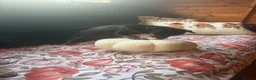 Mixed Breed dogs for sale: King Charles puppies mixed two boys in Bristol - Advert 4