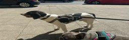 Mixed Breed dogs for sale: Beautiful hound for rehoming! Payment not required - Advert 6