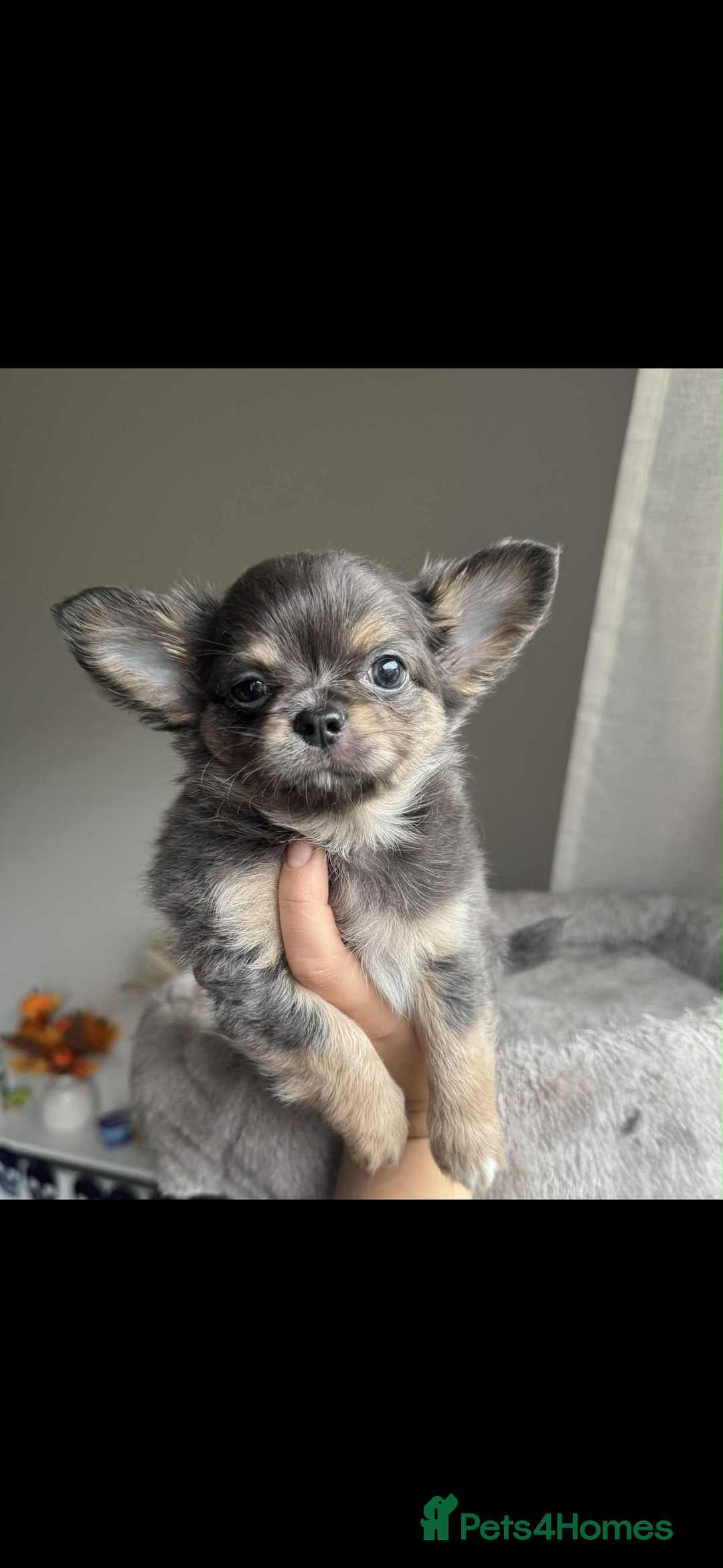 Chihuahua dogs for sale: READY TO LEAVE SOON Tiny Blue Longhair Chihuahua  - Advert 11