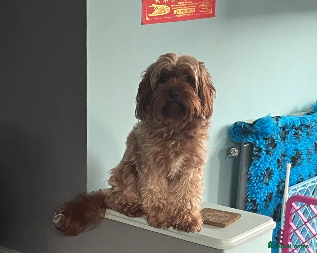 Cavapoo dogs for sale: small type toy F1B cavapoo puppies available  - Advert 13