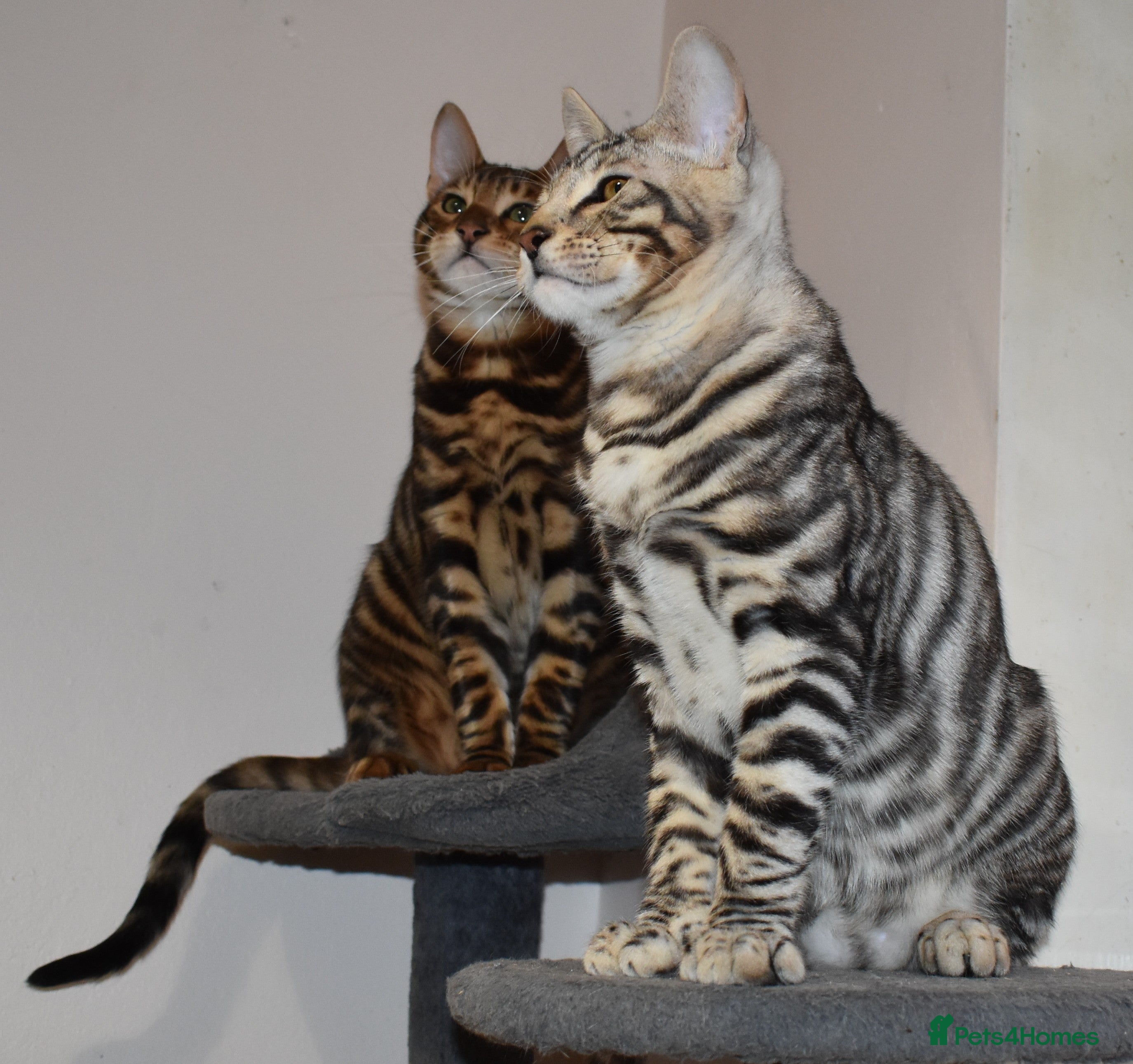 Toyger cats TWO STUNNING WILD LOOKING TOYGER CUBS - Advert 3