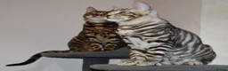 Toyger cats for sale: TWO STUNNING WILD LOOKING TOYGER CUBS - Advert 1