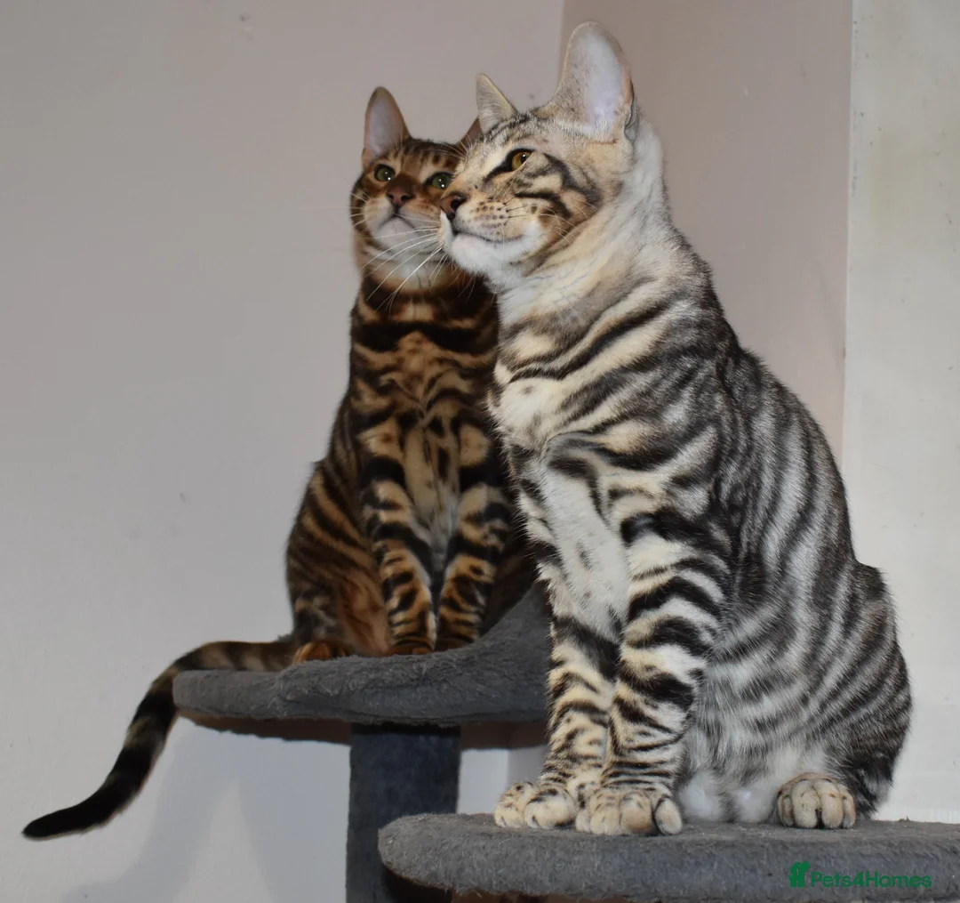 Toyger cats for sale: TWO STUNNING WILD LOOKING TOYGER CUBS - Advert 1