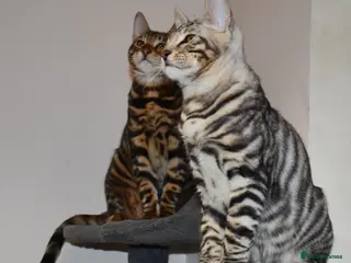 Toyger cats TWO STUNNING WILD LOOKING TOYGER CUBS - Advert 3