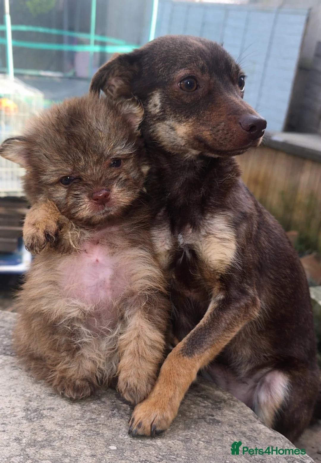 Mixed Breed dogs for sale: cocker poo x jackpoo puppies  - Advert 4