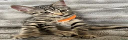 Mixed Breed cats for sale: Lovely kitten for sale in Clydebank - Advert 9