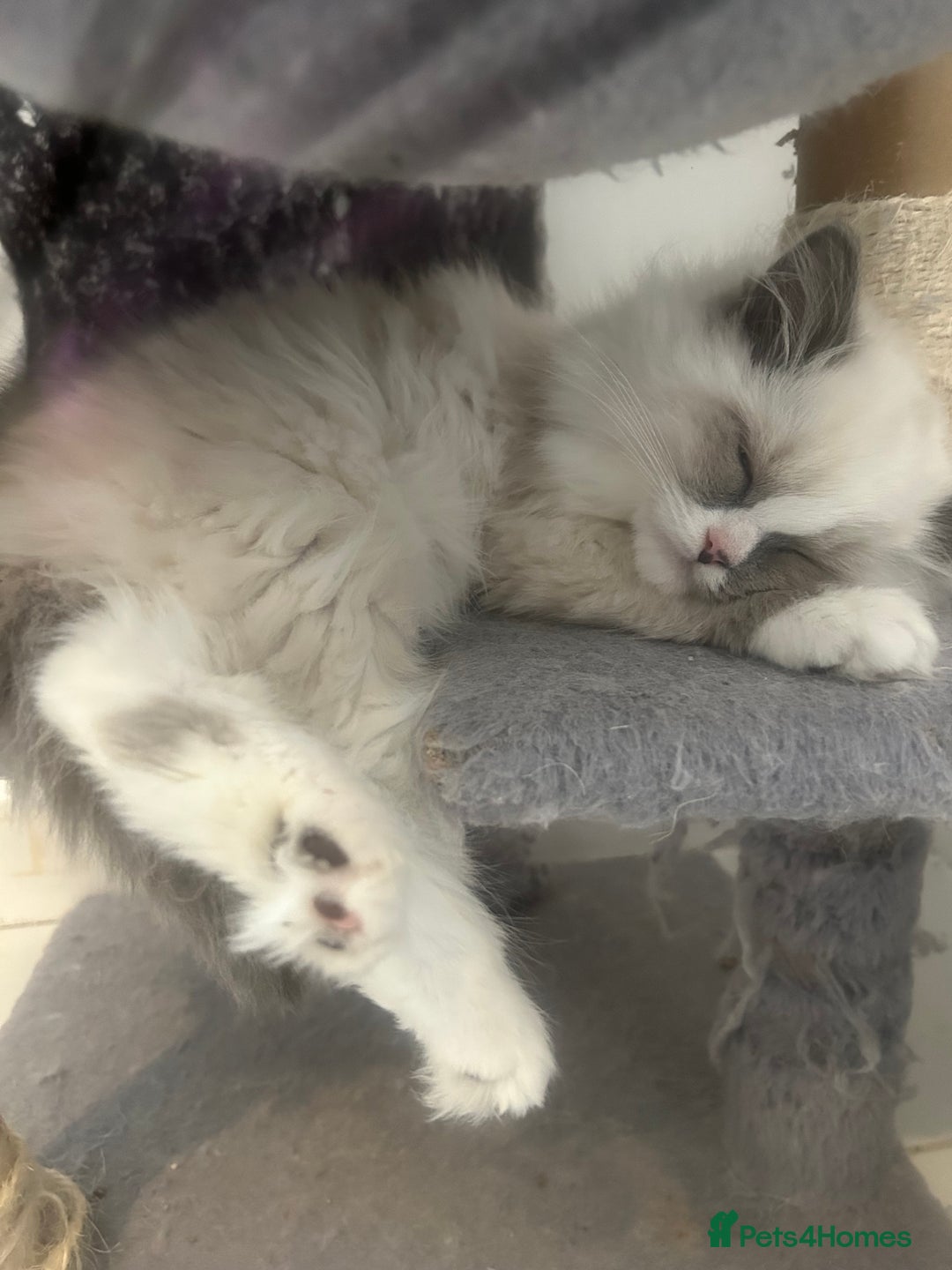 Ragdoll cats for sale: **Extra fluffy, TICA reg ragdoll baby** - Advert 3