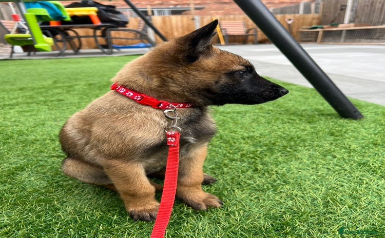 Belgian Shepherd Dog dogs - Advert 1