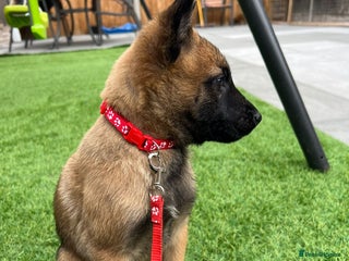 Belgian Shepherd Dog dogs - Advert 3