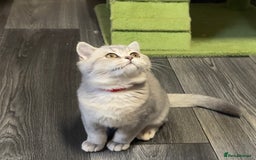 British Shorthair cats for sale: 🚨One Girl Ready to leave 🚨GCCF British Shorthair - Image 33