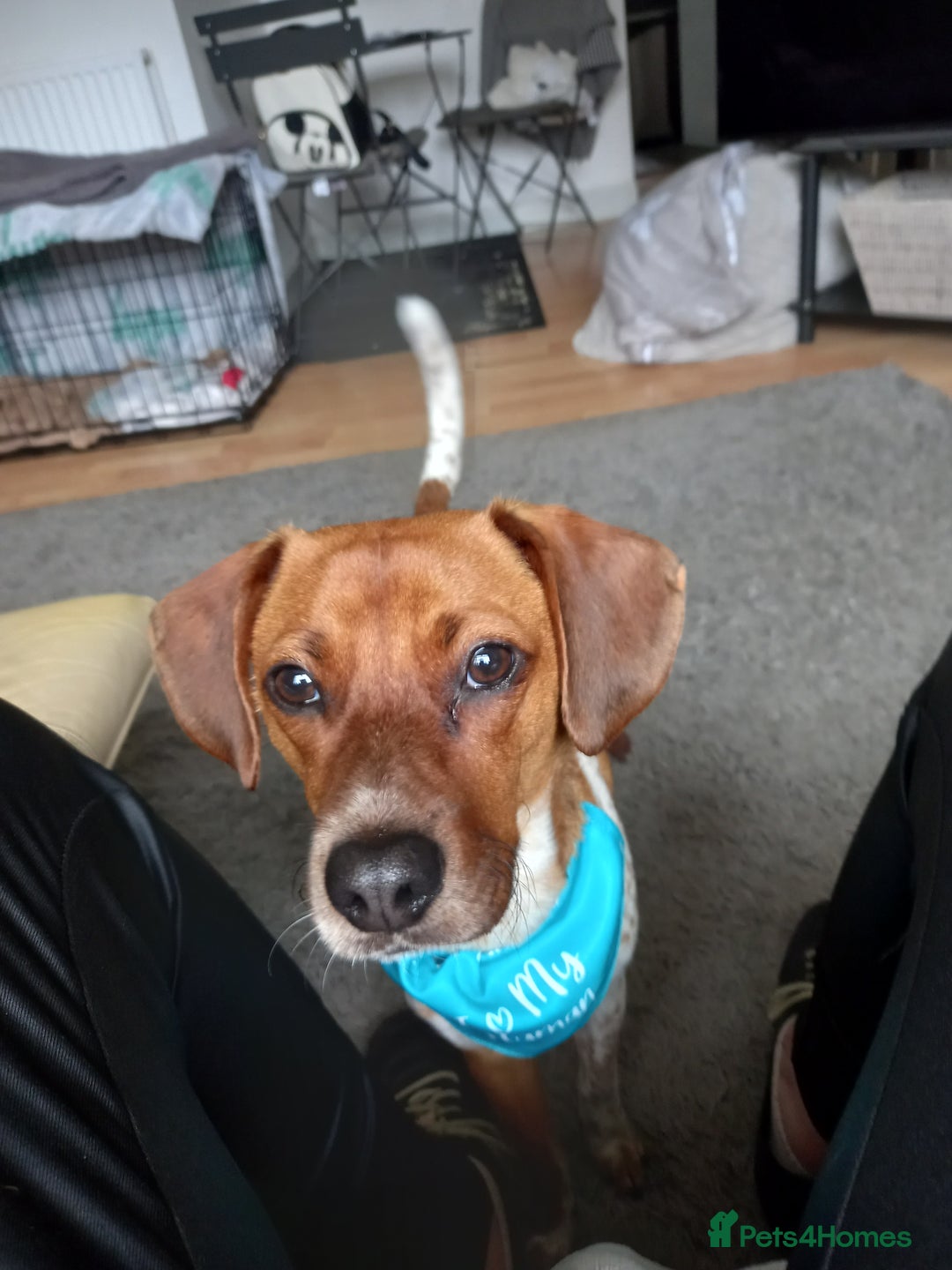 Mixed Breed dogs for sale: Jack Russell Cross - Advert 2