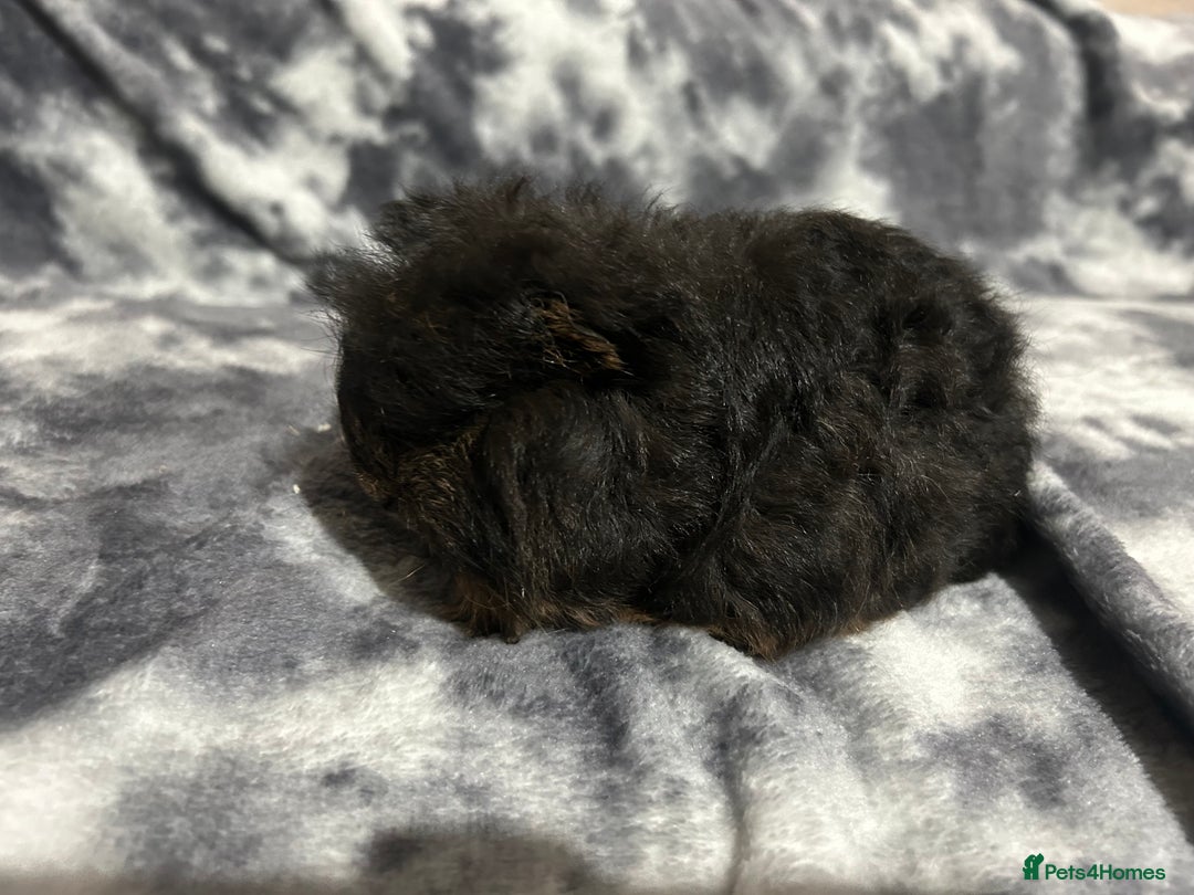 Guinea Pig rodents for sale: Swiss baby boars ready now - Advert 12