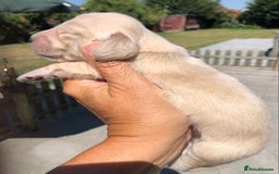 Miniature Dachshund dogs for sale: K.C Registered L/H Dachshund  - Image 13