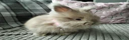 Angora rabbits for sale: English Angora Full Faced - Advert 9