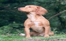 Cocker Spaniel dogs for sale: Exceptional KC Working Cocker Spaniel Puppies - Image 12