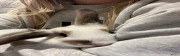 Mini Lop rabbits for sale: Mini lop rabbit in Teignmouth - Advert 4
