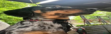 Miniature Dachshund 1