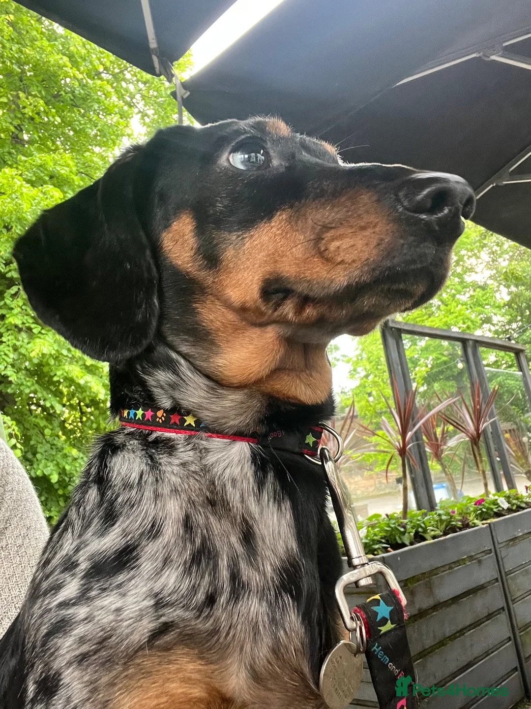 Miniature Dachshund dogs for sale: Very reluctant sale due to family illness in Prenton - Advert 2