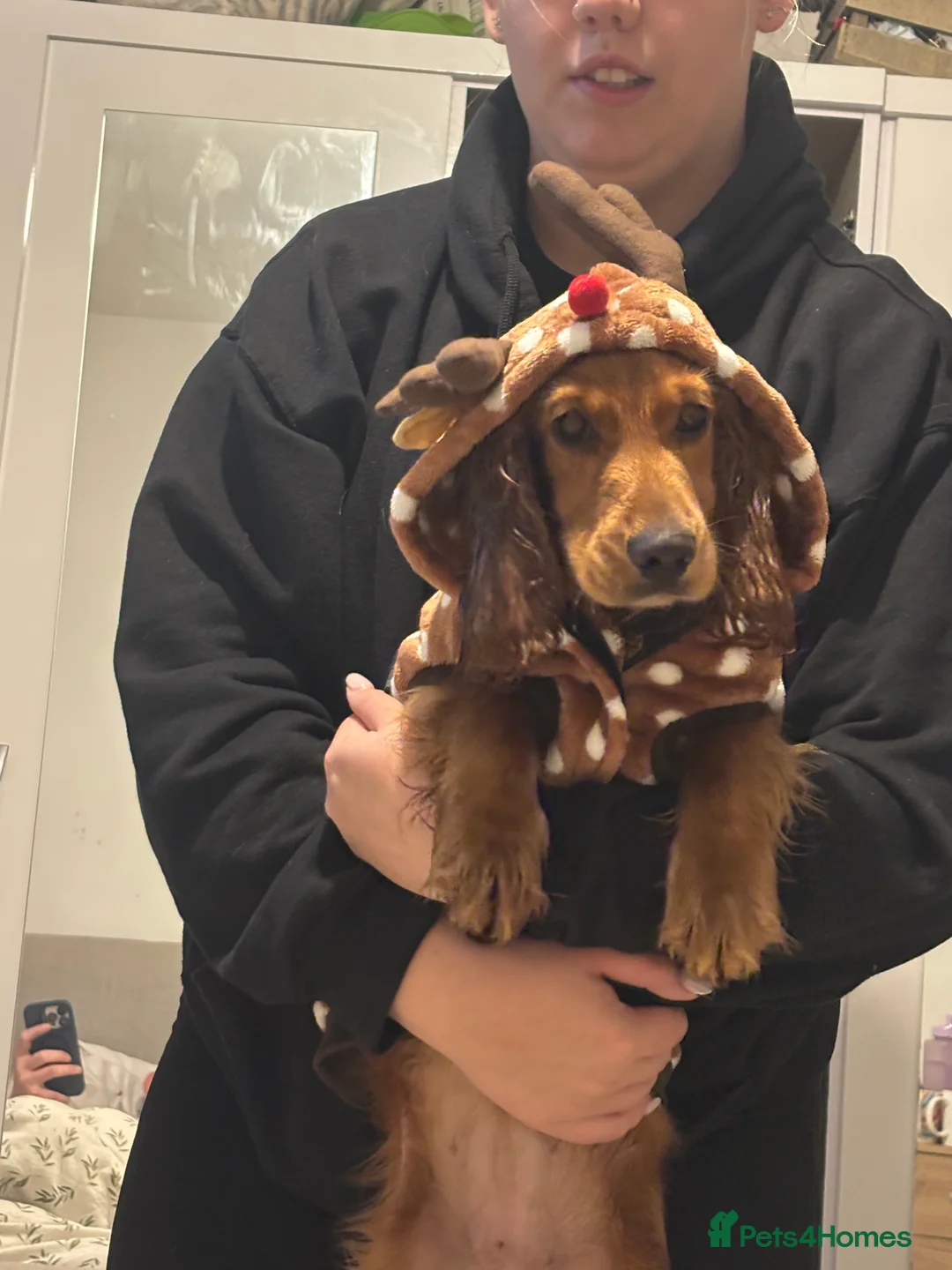 Cocker Spaniel dogs for sale: Beautiful baby girl needs re-homing  - Advert 3