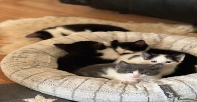 Domestic Shorthair cats 7 adorable mixed kittens, Russian Blue, short hair - Advert 11