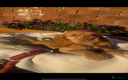 Cocker Spaniel dogs for sale: 🌟Gorgeous 100% show type cocker spaniel puppies🌟 - Image 12