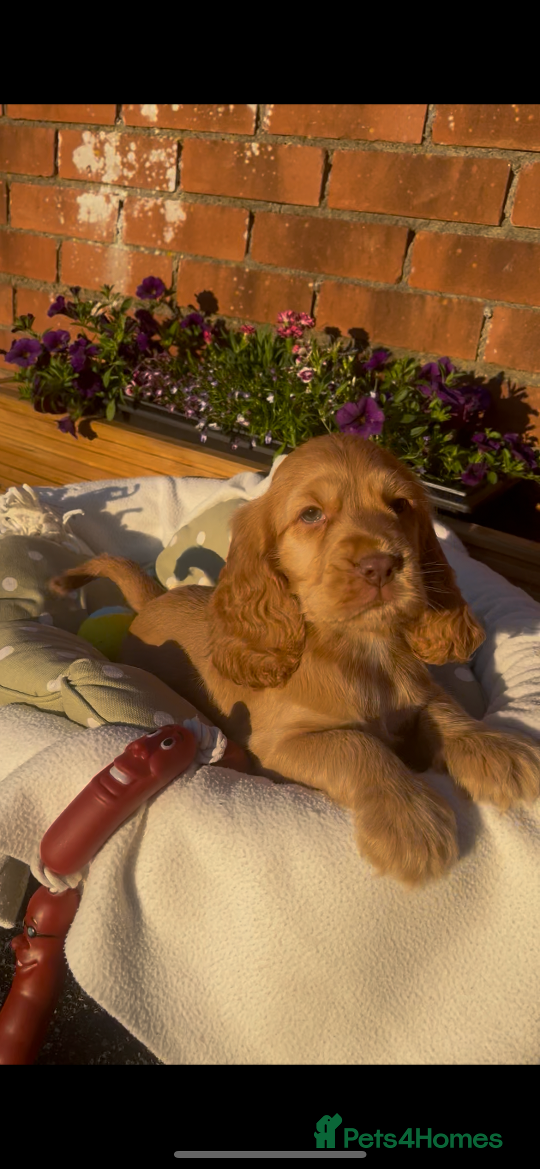 Cocker Spaniel dogs for sale: 🌟Gorgeous 100% show type cocker spaniel puppies🌟 - Image 12
