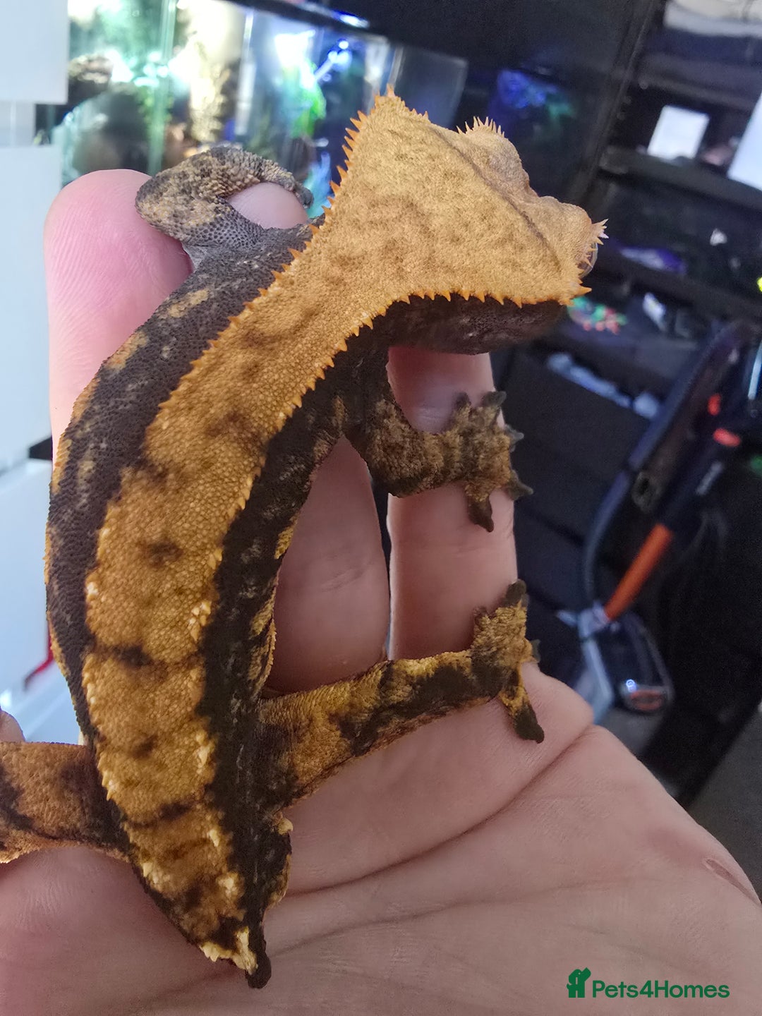 Gecko reptiles for sale: Male Cappuccino crested gecko - Advert 2