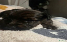 Mixed Breed dogs for sale: Yorkie Jacks  - Image 3