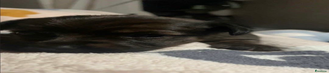 Mixed Breed Puppy 3
