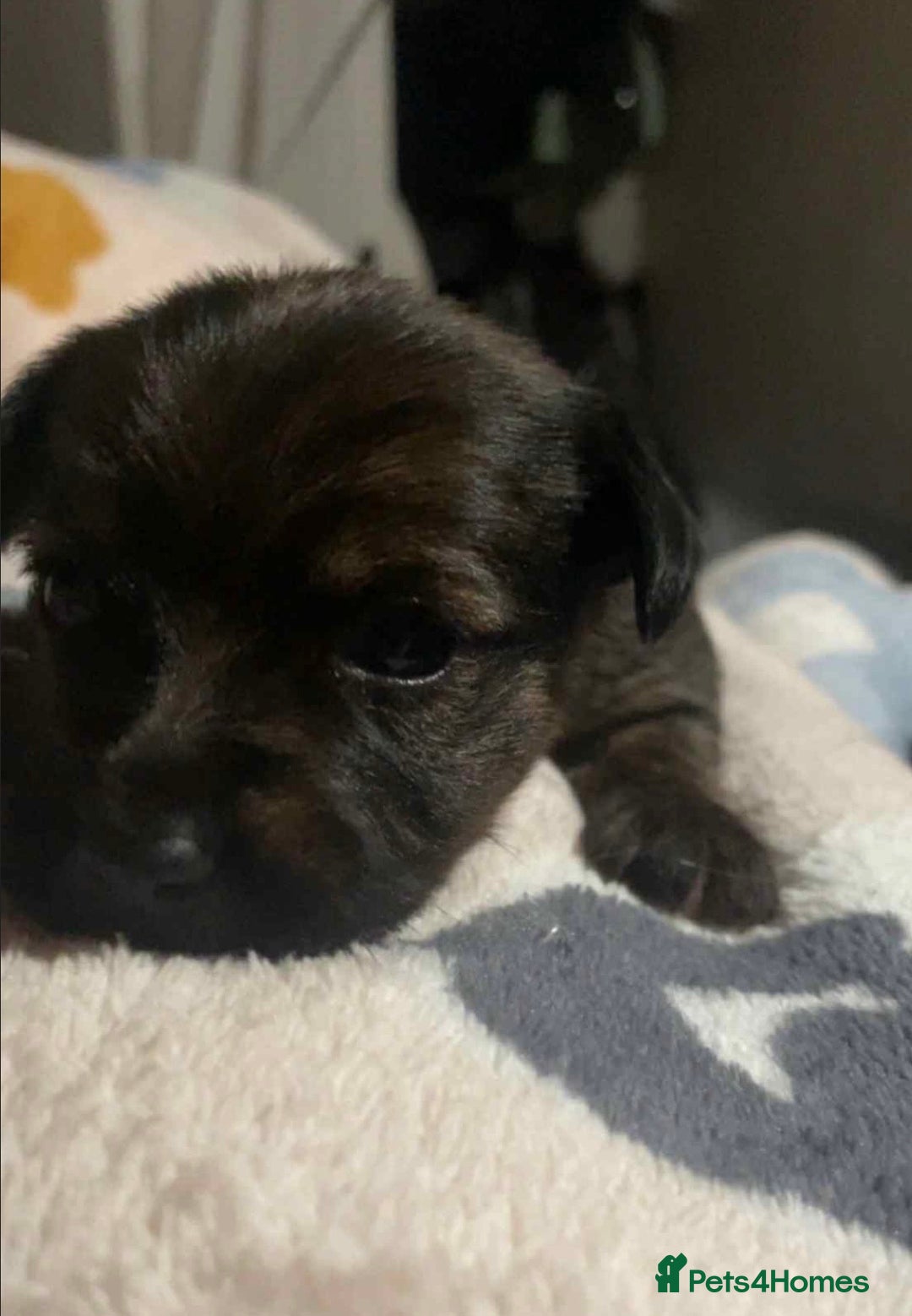 Mixed Breed dogs for sale: Yorkie Jacks  - Image 3