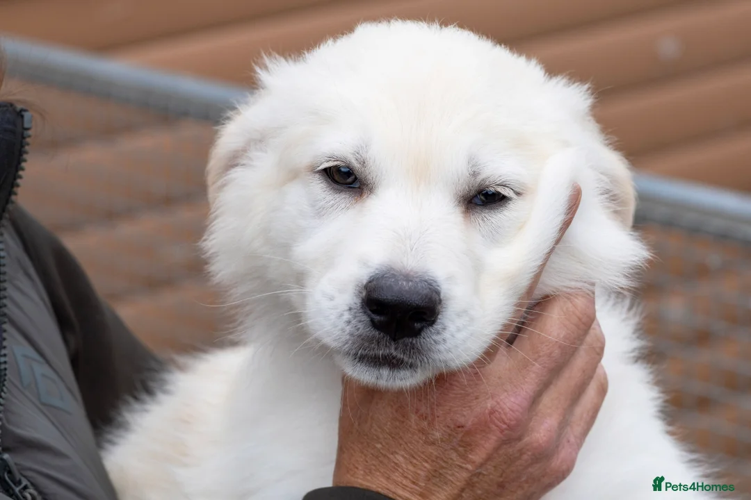 Golden Shepherd dogs for sale: Golden shepherds - Advert 9