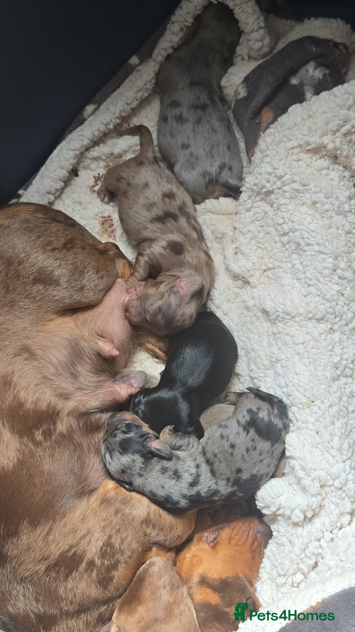 Dachshund dogs for sale: 5 gorgeous dachshund puppies for loving homes in Ludlow - Advert 4
