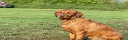 Labrador Retriever dogs for sale: True Fox Red Labrador Litter Boys & Girls  - Advert 9