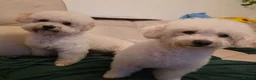 Bichon Frise dogs for sale: Bichon Frise  in Darlington - Advert 4