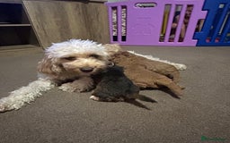 Cockapoo dogs for sale: 4 f2 cockapoos 2 males 1 female  - Image 29