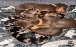 Miniature Dachshund dogs for sale: KC Reg Pedigree Mini Smooth Haired Dachshunds - Image 14