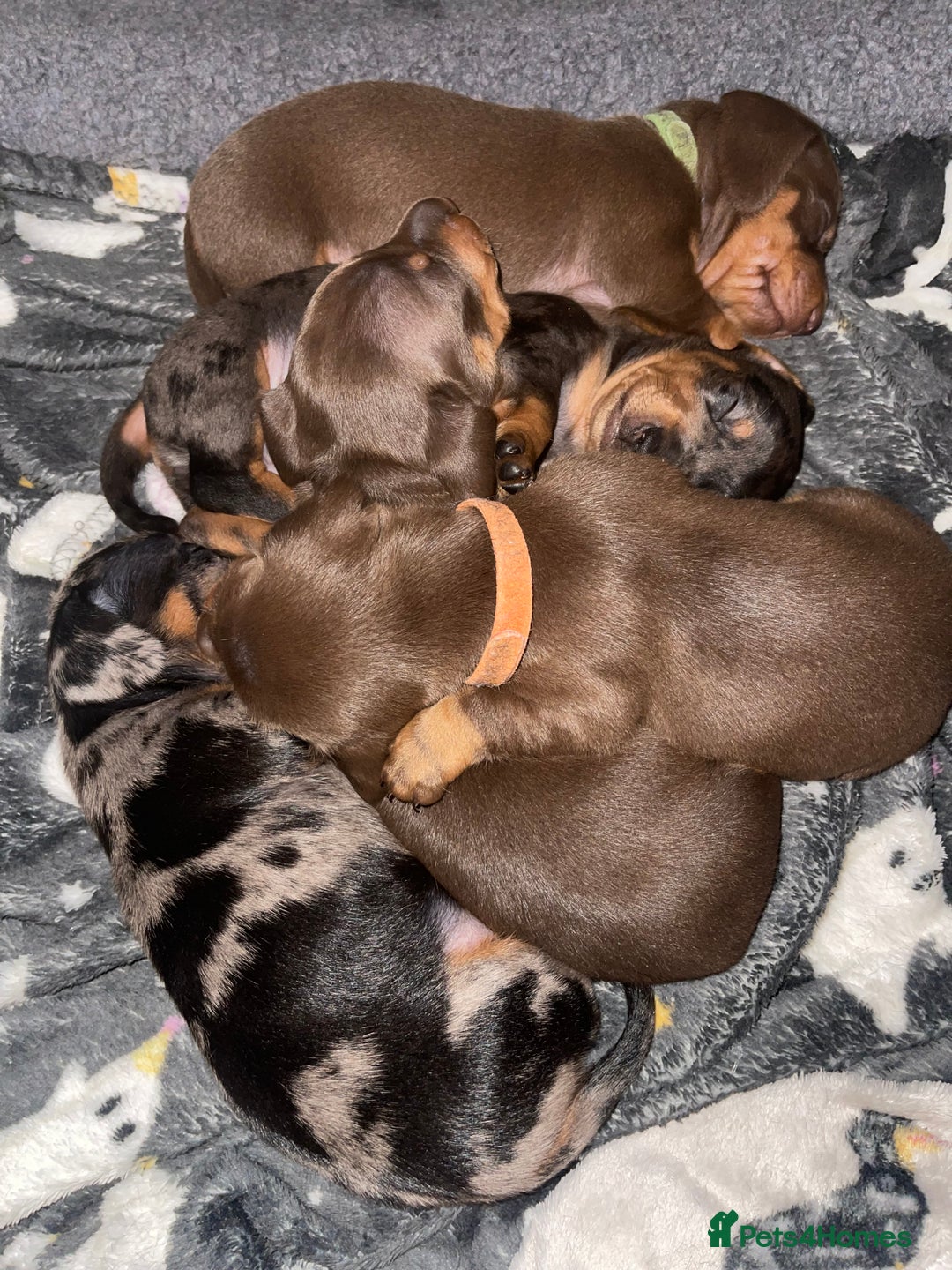 Miniature Dachshund dogs for sale: KC Reg Pedigree Mini Smooth Haired Dachshunds - Image 14