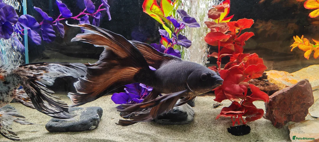 Goldfish fish for sale: Gold Fish sarasa, comets and shubunkin  - Advert 5